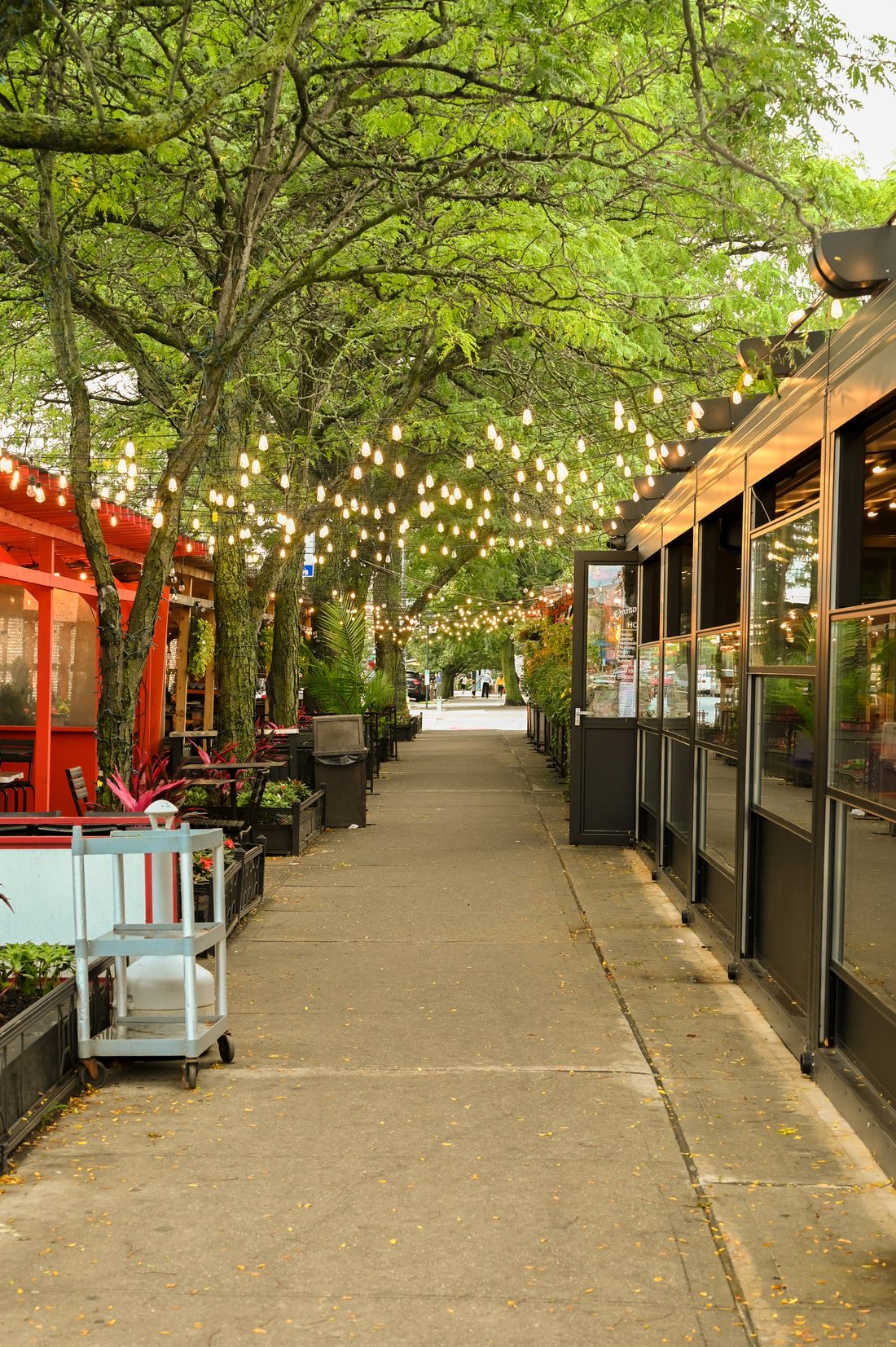 Tree-lined Emmons Avenue with string lights